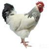 cockerel